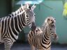 Filhote de zebra nasce em SC após gestação incomum no Brasil