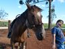 VÍDEO: Relação entre humanos e cavalos traz benefícios para o corpo e mente 