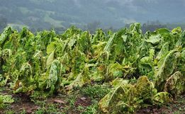 Itapiranga vai decretar situação de emergência em virtude de perdas na agricultura