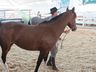 Cavalos crioulos de Itapiranga são avaliados na 11ª Efrait