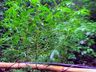 VÍDEO: PM encontra plantação de maconha no interior de Romelândia 