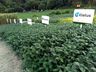 Cooperalfa envolve centenas de agricultores na 3ª Noite de Campo em SJCedro