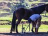 SMO: Grupo de Cavalarianos promove o 6º Acampamento Farrapo