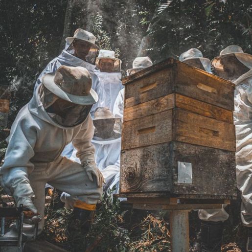 Corpo Bombeiros alerta para aumento de ocorrências com abelhas em SC