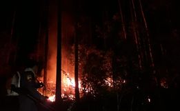 Incêndio volta atingir área de reflorestamento em São José do Cedro