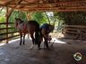 Ferrador de cavalos, uma profissão arriscada e com poucos profissionais 