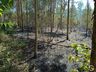 Incêndio de grandes proporções atinge plantação de eucalipto no interior 