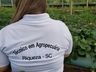 Projeto sobre o cultivo de alface é apresentado em propriedade rural de Mondaí