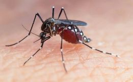 Santa Catarina registra 184 municípios infestados pelo Aedes aegypti