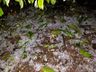 Forte chuva de granizo atinge municípios da região