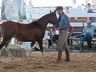Cavalos crioulos de Itapiranga são avaliados na 11ª Efrait