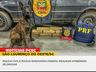 Cerca de 14 Kg de maconha são apreendidos em São Lourenço do Oeste
