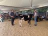 Julgamento do gado leiteiro e rodada de negócios movimentam o sábado na Expo Campo Erê