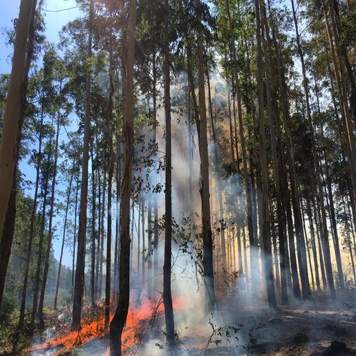 Incêndios florestais mobilizam bombeiros por mais de dez horas em SJCedro