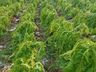 Chuva de granizo causa prejuízos em lavouras da região