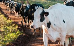 Epagri realiza palestra para debater produção leiteira