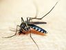 Campo Erê confirma primeira morte por dengue