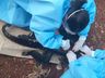Macaco é encontrado morto no interior de São José do Cedro 