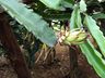 Morador de SJCedro investe no cultivo de pitaya
