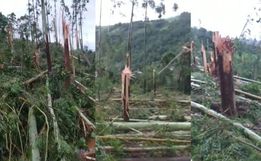Árvores retorcidas e arrancadas pela raiz: Defesa Civil confirma tornado no Oeste de SC