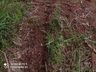 Trabalhador morre em acidente com trator 