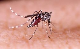 São Miguel do Oeste volta a registrar  caso de dengue após quatro meses