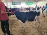 Avaliação de bezerras e novilhas é realizada na 11ª Efrait de Itapiranga