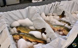 Feira do Peixe acontece nesta quarta e quinta-feira em SMO