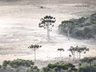 Geada cobre vegetação em amanhecer abaixo de -2ºC na Serra de SC