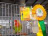 Associação dos Criadores de Aves de Iporã do Oeste realiza 1ª copa de ornitologia