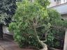 Temporal causa transtornos e prejuízos em São Miguel do Oeste