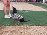 Desfile de cães tem presença de 20 animais na Efrait 2024