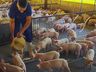Justiça isenta suinocultores catarinenses de pagarem o Funrural