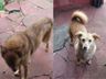 Cachorros esperam há dois meses pelo dono que morreu em Xanxerê