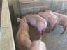 Alto custo de produção preocupa suinocultor de São José do Cedro