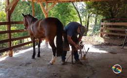 Ferrador de cavalos, uma profissão arriscada e com poucos profissionais 
