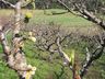Poucos dias de frio prejudicam a produção de frutas