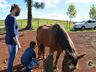 VÍDEO: Relação entre humanos e cavalos traz benefícios para o corpo e mente 