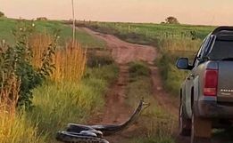 VÍDEO: Cobra de 7 metros tenta 'dar o bote' em caminhonete no MS