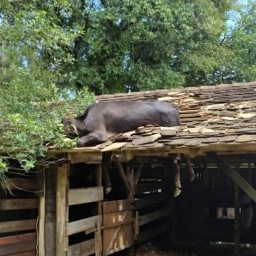 Vaca é resgatada após ficar presa em telhado 