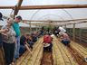 Projeto sobre o cultivo de alface é apresentado em propriedade rural de Mondaí