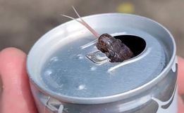 VÍDEO: Cobra é encontrada dentro de latinha de energético em SC