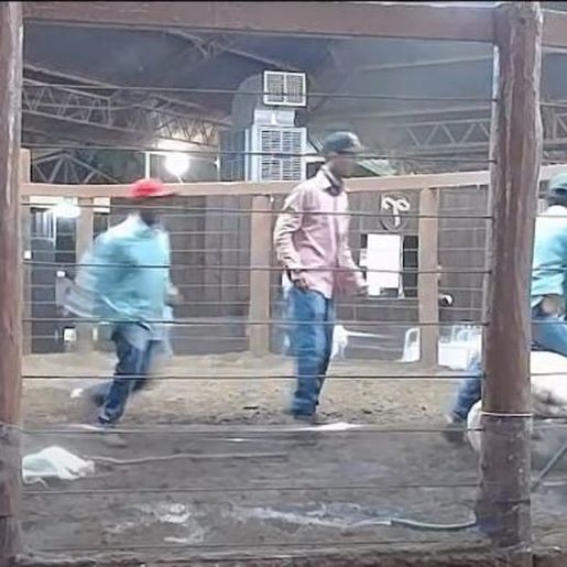 VÍDEO: acidente em leilão leva touro a morte na pista