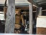 SMO: PM faz buscas em casa de homem suspeito de atirar em cachorro