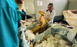 SMO: movimentação na Feira Livre para compra de peixes é intensa