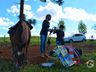 VÍDEO: Relação entre humanos e cavalos traz benefícios para o corpo e mente 