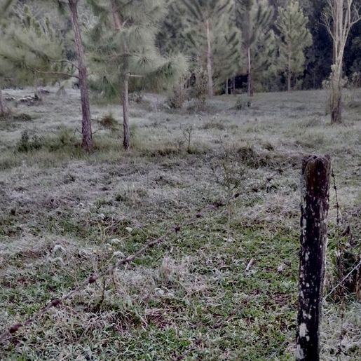 São Miguel do Oeste chega a 0 Cº e registra geada ampla 