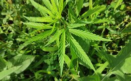 Polícia Militar localiza pé de maconha em bairro de SMOeste
