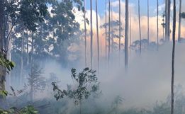Número de incêndios em vegetação sobe mais de 250% no estado