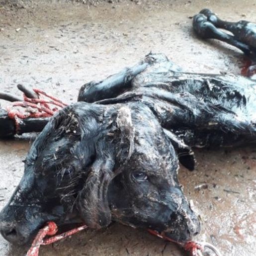 Bezerro com duas cabeças nasce em Salgado Filho
